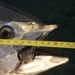 Measuring Giant Blue Fin Tuna