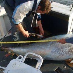 Measuring Giant Blue Fin Tuna