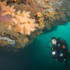 Mullaghmore Scuba Diving