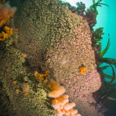 Offshore Scuba Diving Adventures