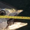 blue fin tuna mullaghmore