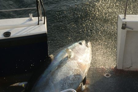 tuna fishing mullaghmore