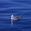 sea bird watching mullaghmore