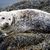 grey seal sligo