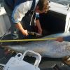 tuna fishing mullaghmore