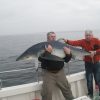 shark safari mullaghmore video picture