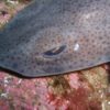donegal scuba diving