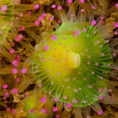 Scuba Diving Adventures
