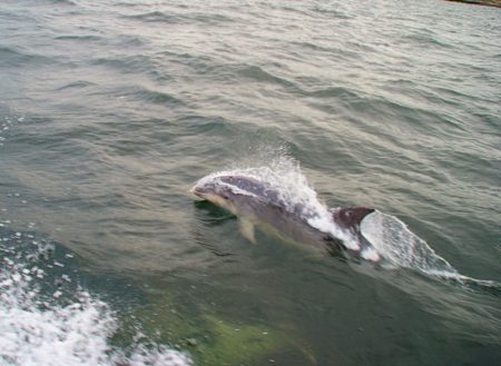 mullaghmore dolphin