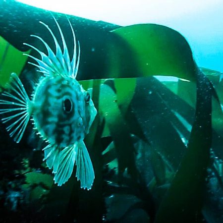 Snorkeling