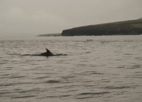 whale mullaghmore