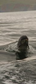 dolphin mullaghmore