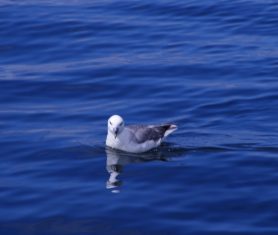 sea bird watching mullaghmore