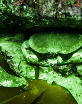 Mullaghmore Snorkeling Adventures