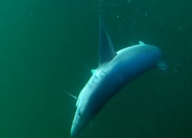 shark fishing mullaghmore